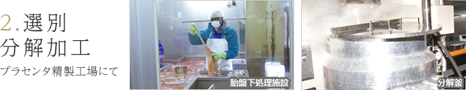 2.選別分解加工　プラセンタ精製工場にて