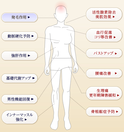 プラセンタの一般的な効果・効能